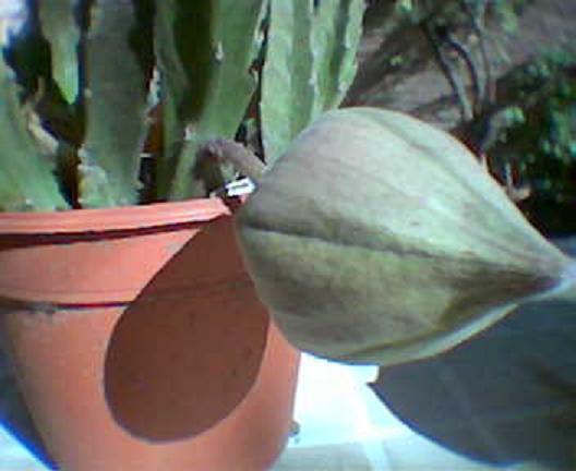 stapelia2%7E0.JPG