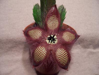 stapelia2.JPG