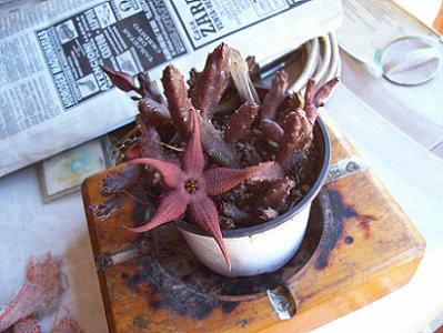 stapelia3.JPG