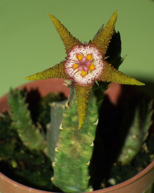 stapelia3.jpg