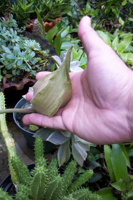 Stapelia3.jpg