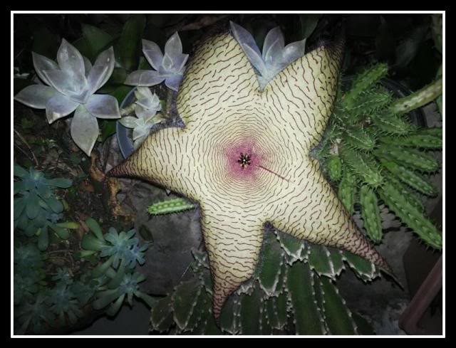 Stapelia4.jpg