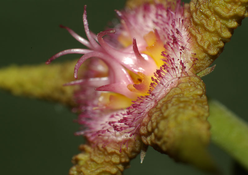 stapelia5.jpg