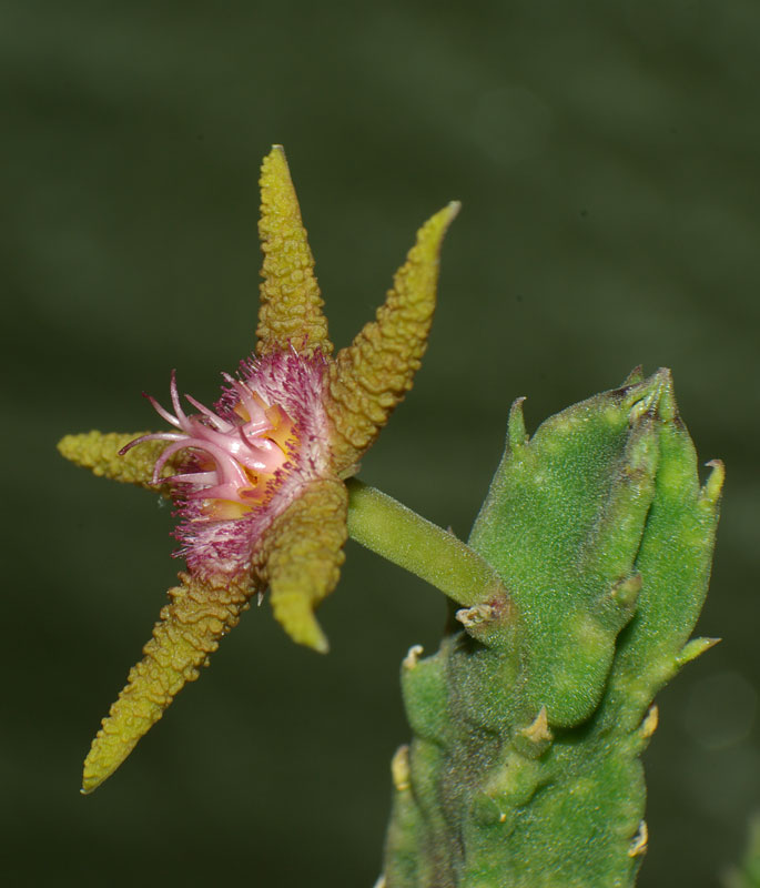 stapelia6.jpg