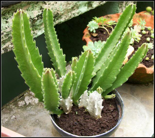 Stapelia7.jpg