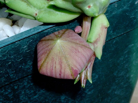 Stapelia_2.jpg