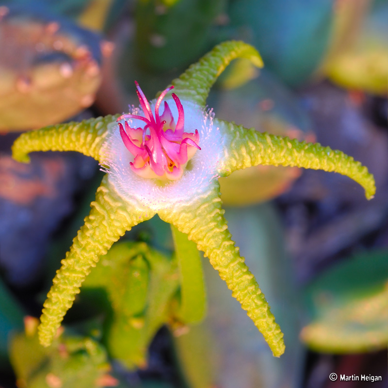Stapelia_flavopurpurea_05.jpg