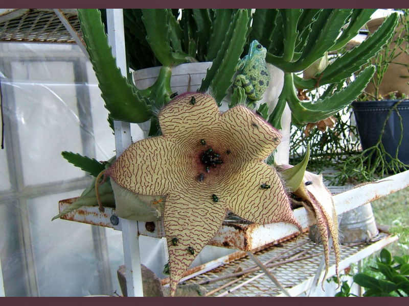 stapelia_gigantea.jpg