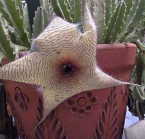 Stapelia_gigantea3.jpg