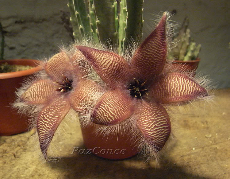 Stapelia_hirsuta9a.jpg