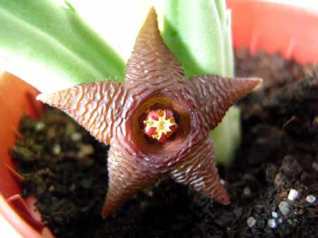 Stapelia_kwebensis.jpg