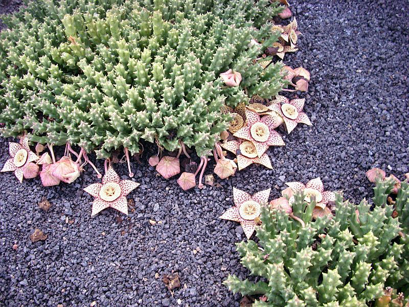 Stapelia_variegata_pm.jpg