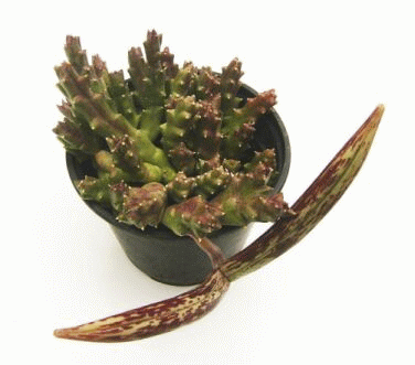 Stapelia_variegata_vainas_con_semillas_.gif