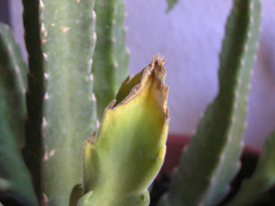 stapeliaenferma.jpg