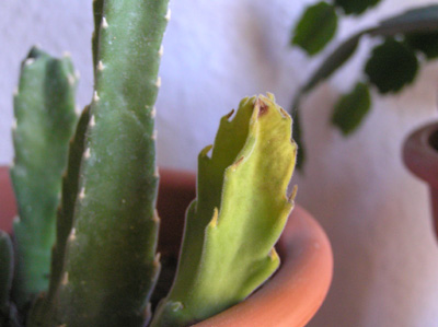 stapeliaenferma1.jpg