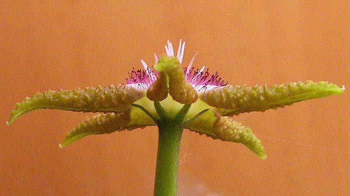 stapeliaflavopurpurea2.jpg