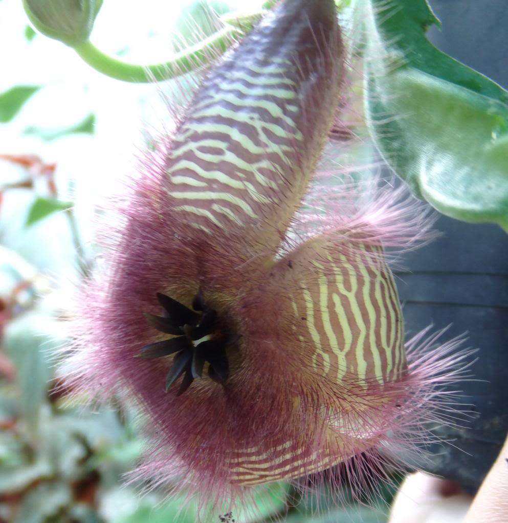 stapeliagettlifei2_zps1938aa73.jpg