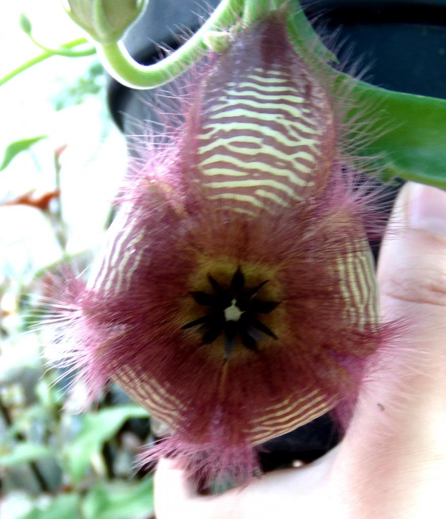 stapeliagettlifei_zpsc54dc296.jpg