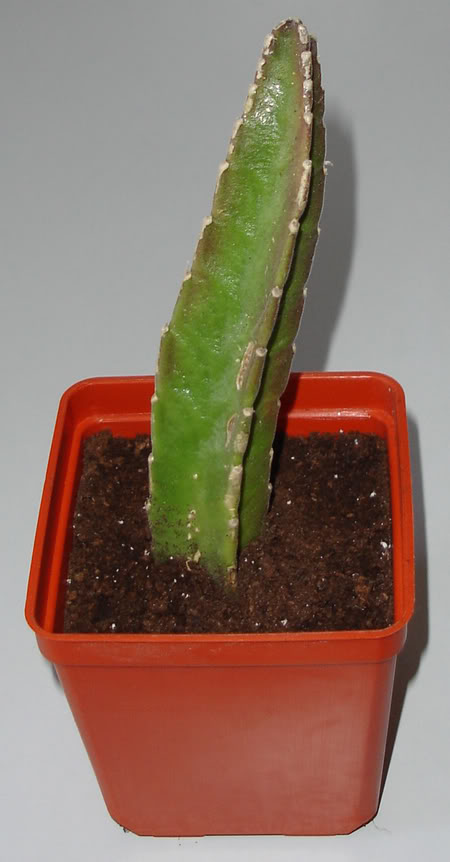 stapeliagigantea07_2008.jpg
