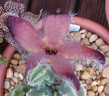 stapeliagrandiflora08_2008a.jpg