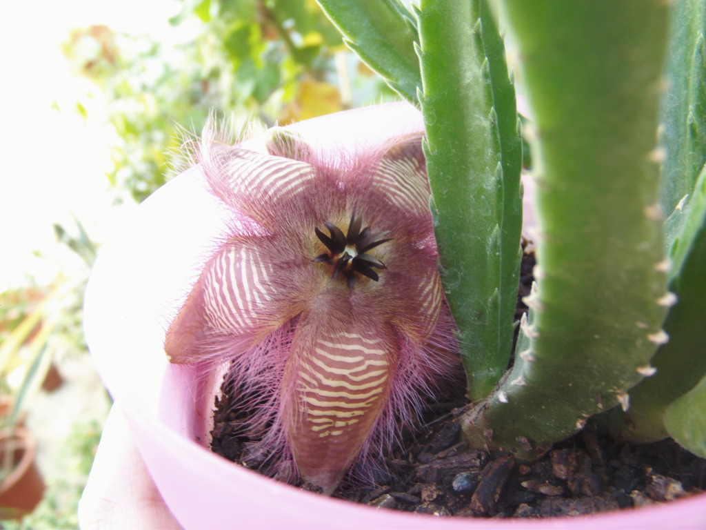 Stapeliahirsuta1_zps229f8cfe.jpg