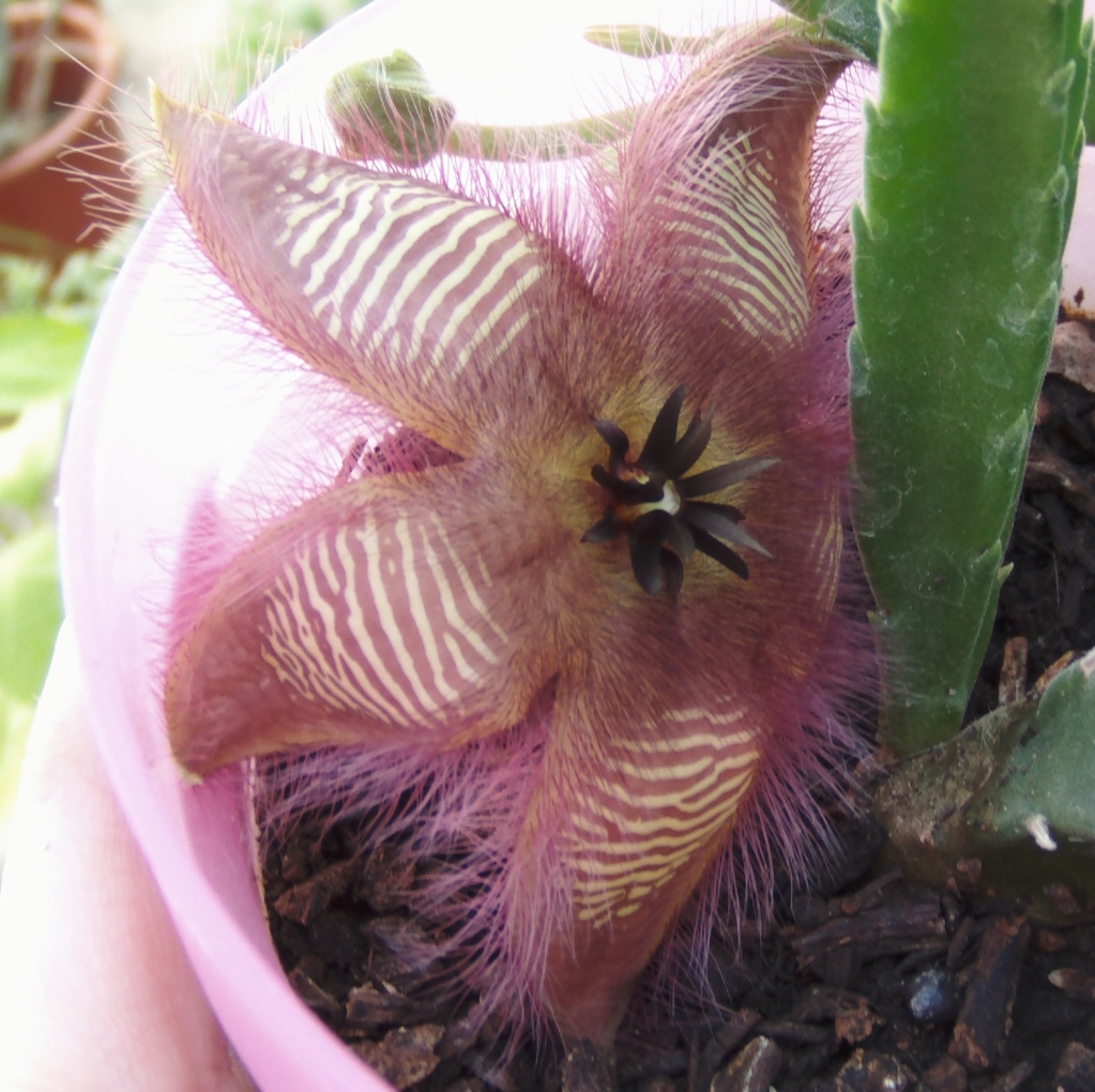 stapeliahirsuta2_zps8fa68dc4.jpg