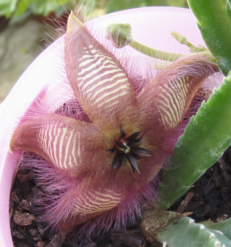 stapeliahirsuta3_zps1f85e20b.jpg