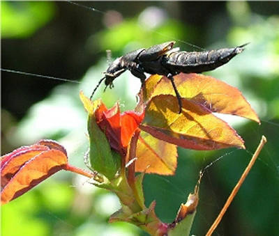 Staphylinus-olens.jpg