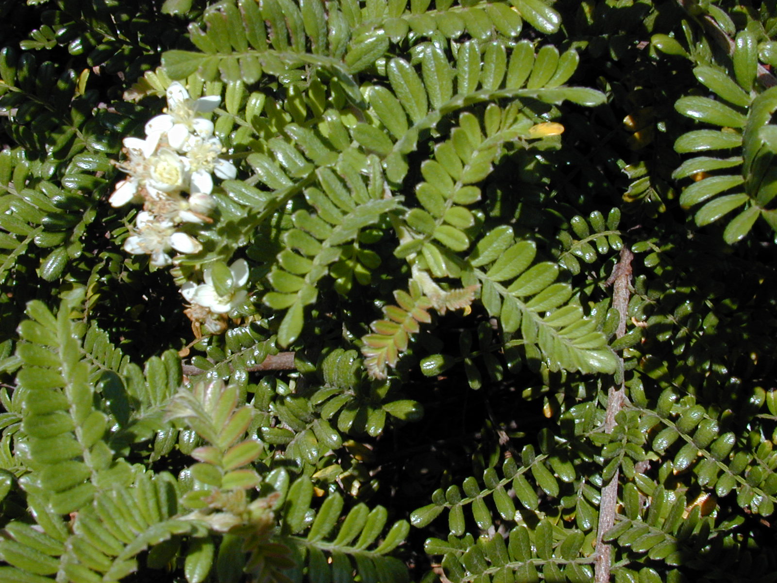 Starr_010201-0184_Osteomeles_anthyllidifolia.jpg