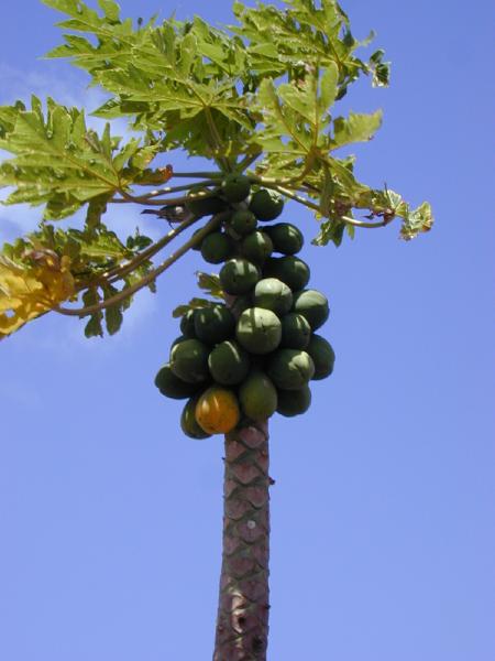 starr_010404_0611_carica_papaya.jpg