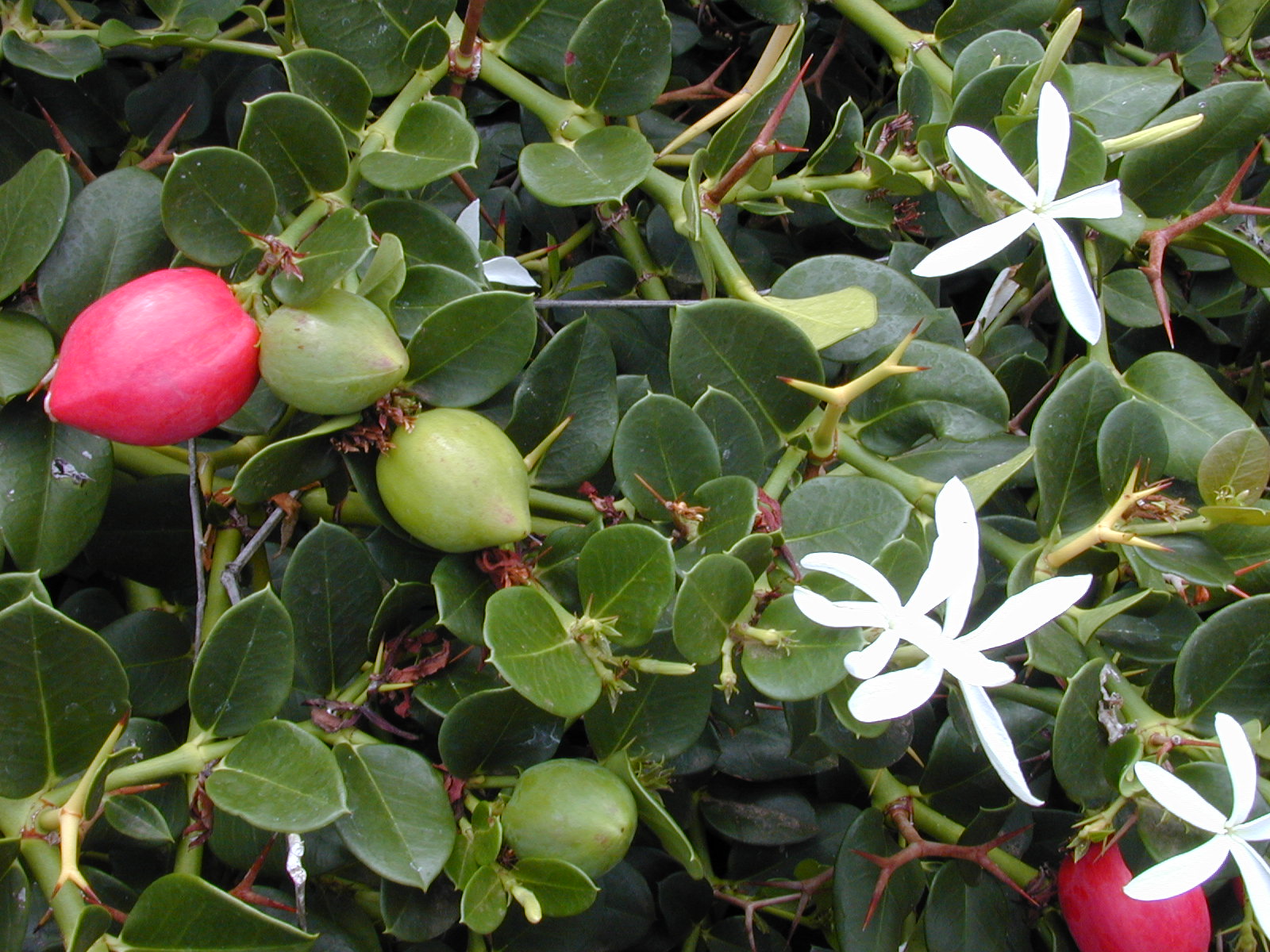 Starr_010820-0009_Carissa_macrocarpa.jpg