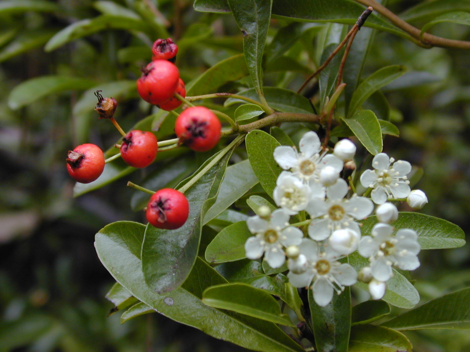starr_021126-0030_pyracantha_angustifolia.jpg