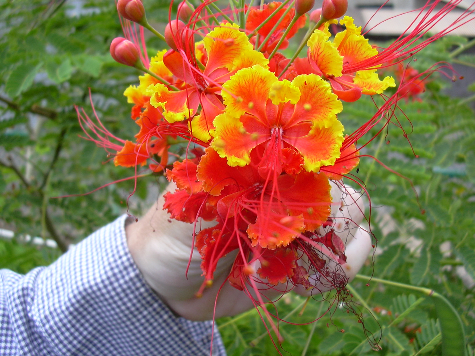 Starr_030612-0020_Caesalpinia_pulcherrima.jpg