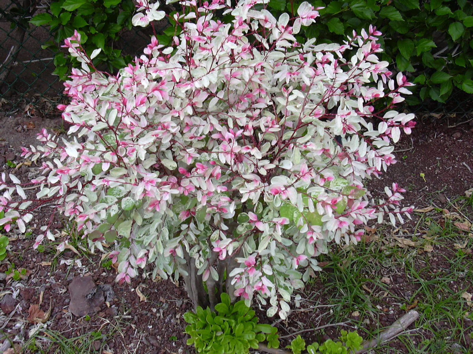 Starr_030612-0047_Breynia_disticha.jpg