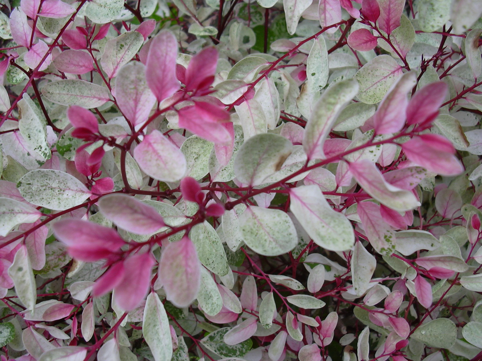 Starr_030612-0048_Breynia_disticha.jpg