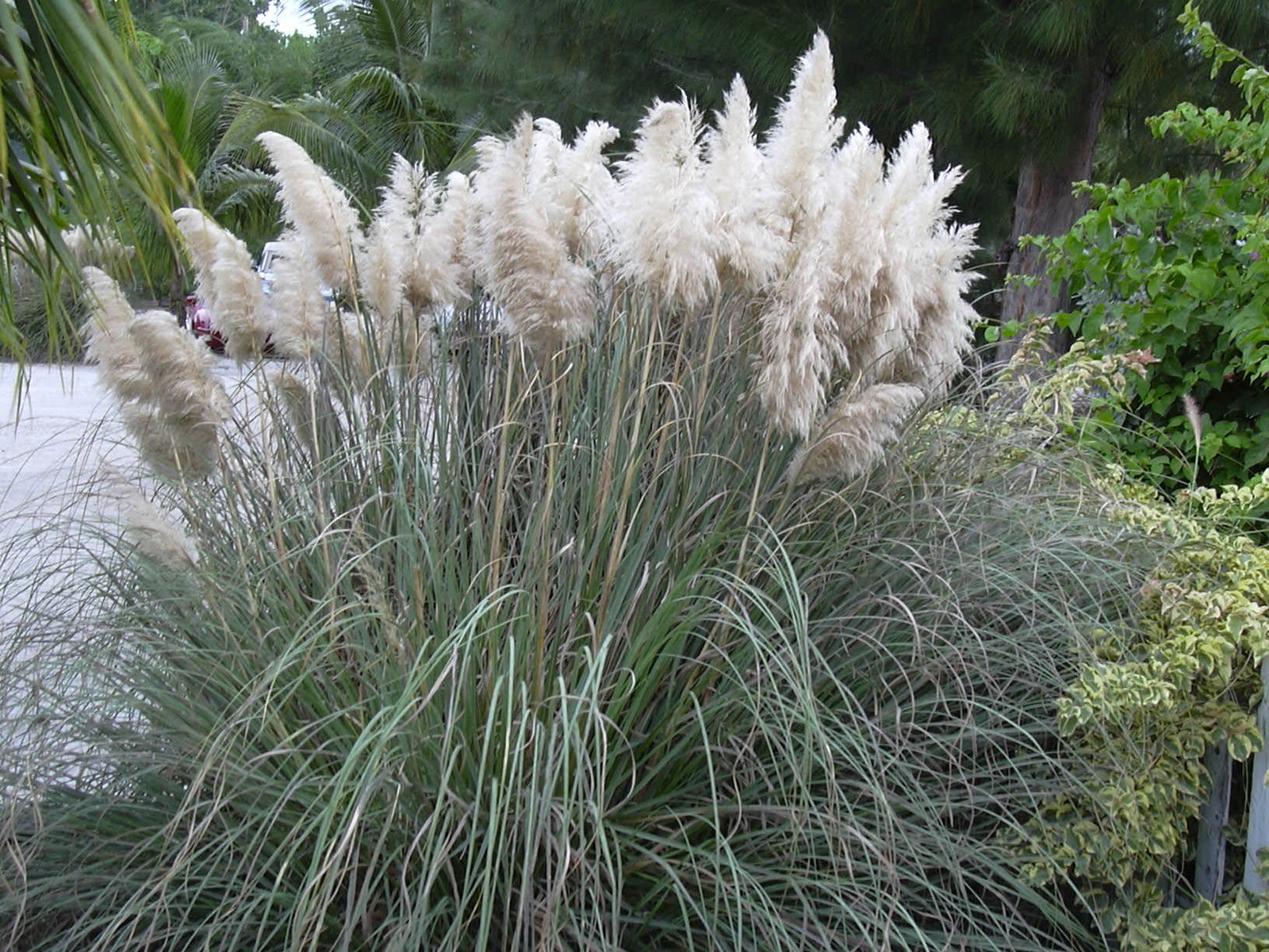 Starr_031108-0125_Cortaderia_selloana.jpg