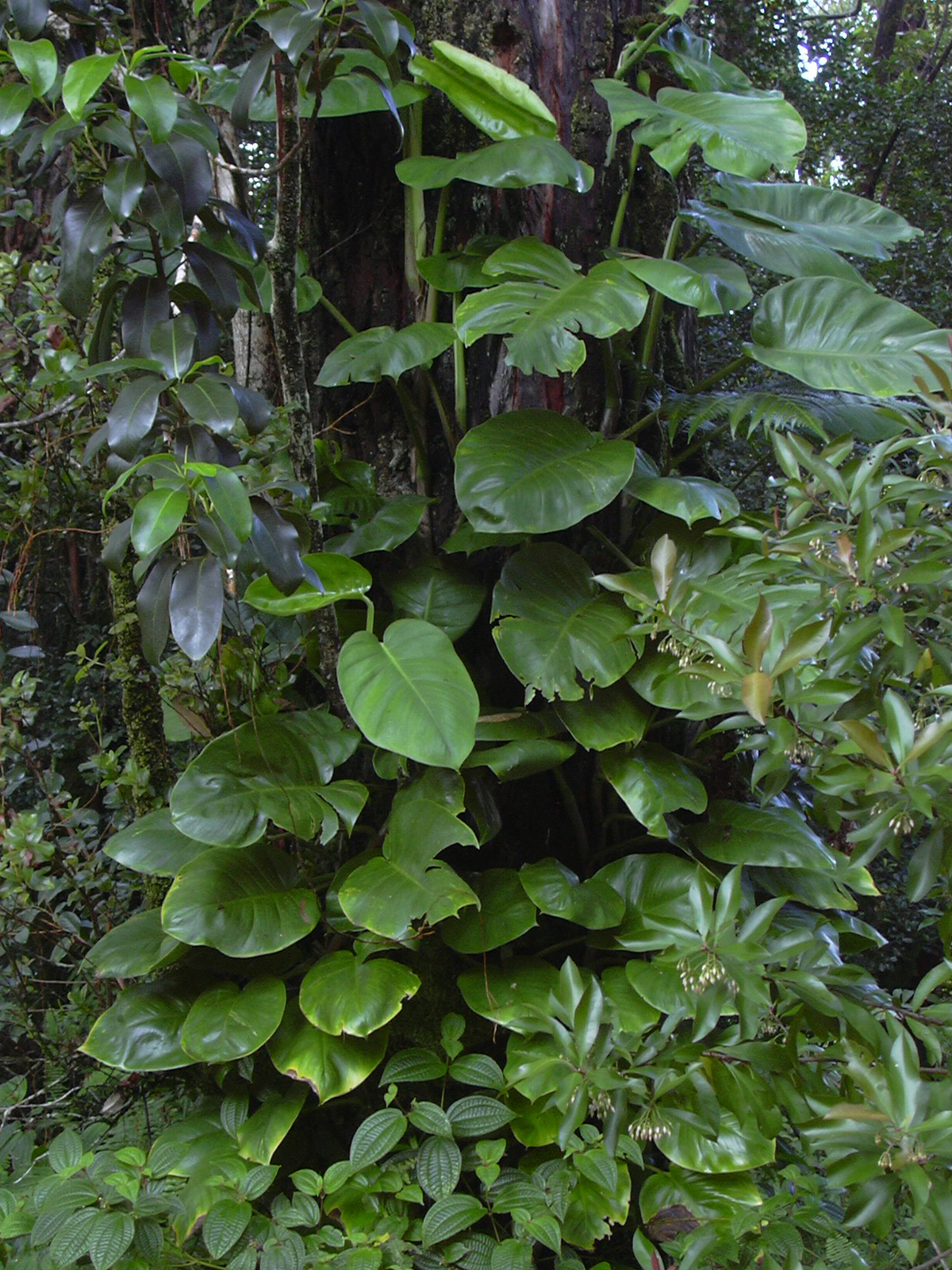 Starr_040713-0103_Epipremnum_pinnatum.jpg