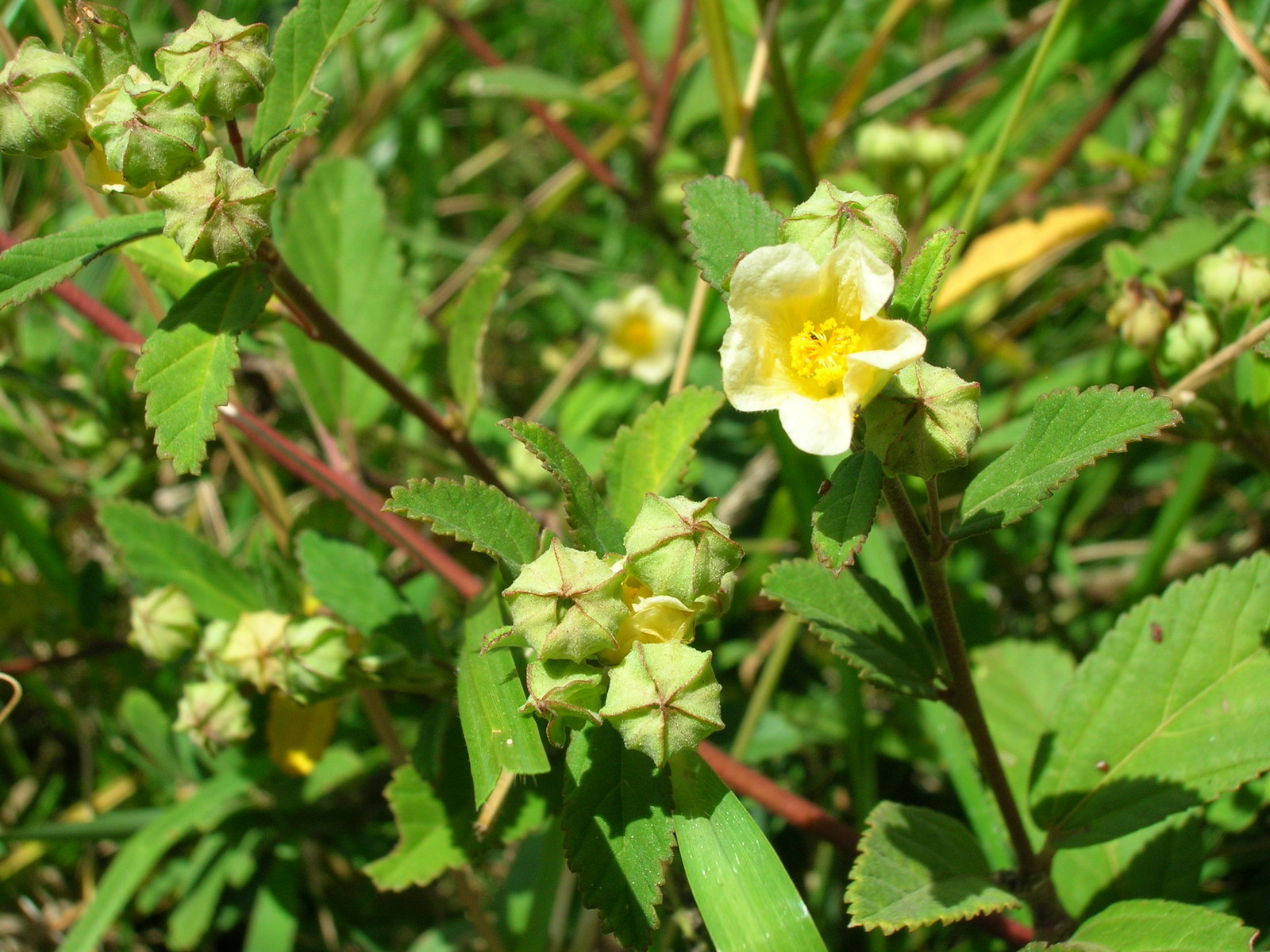 Starr_050817-3925_Sida_rhombifolia.jpg
