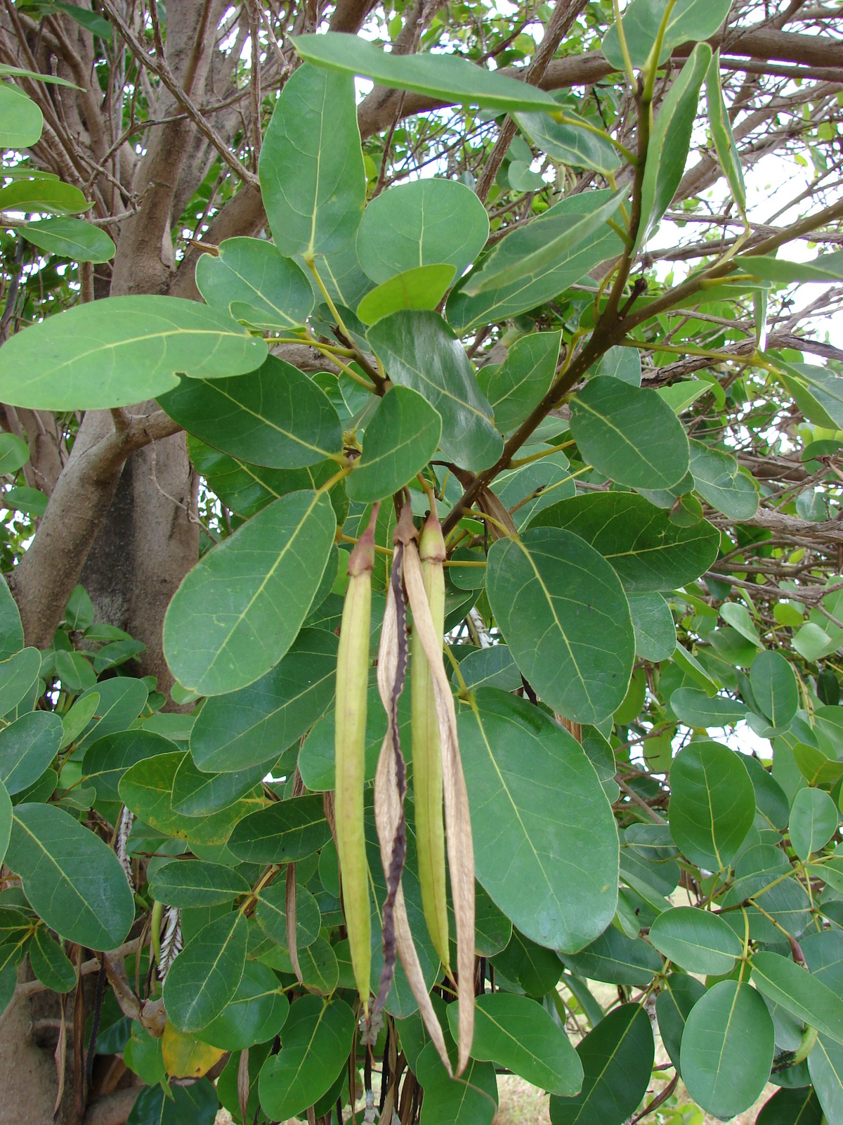 Starr_060928-0492_Tabebuia_rosea.jpg