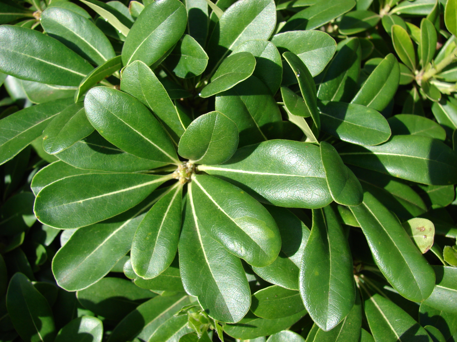 Starr_061206-1989_Pittosporum_tobira.jpg