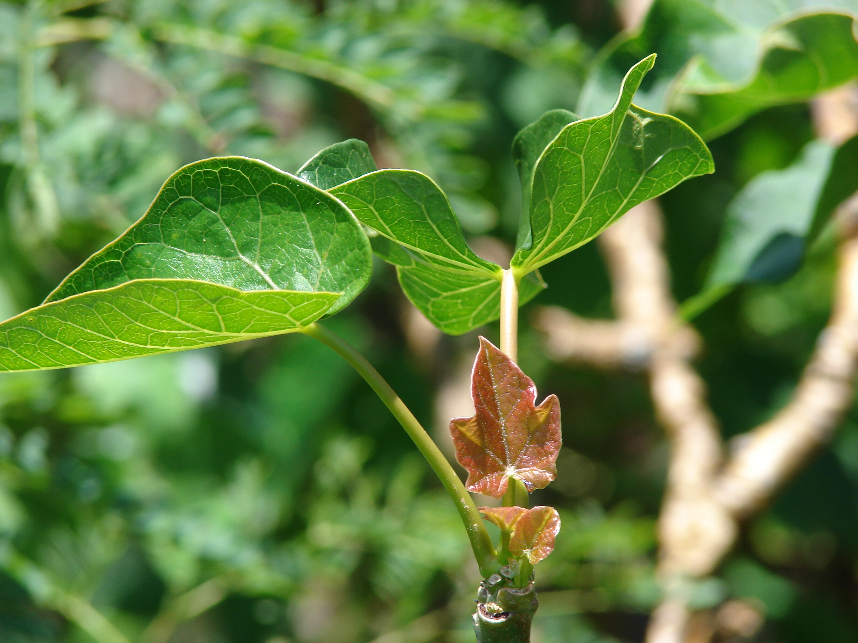 Starr_070320-5847_Jatropha_curcas.jpg