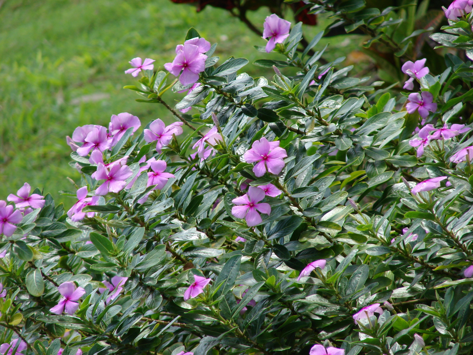 Starr_070321-6008_Catharanthus_roseus.jpg