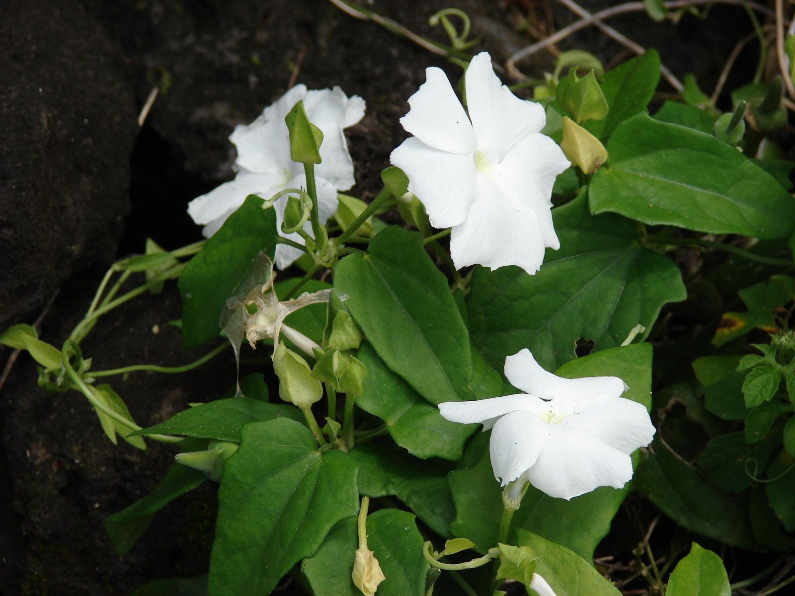 Starr_070321-6027_Thunbergia_fragrans.jpg