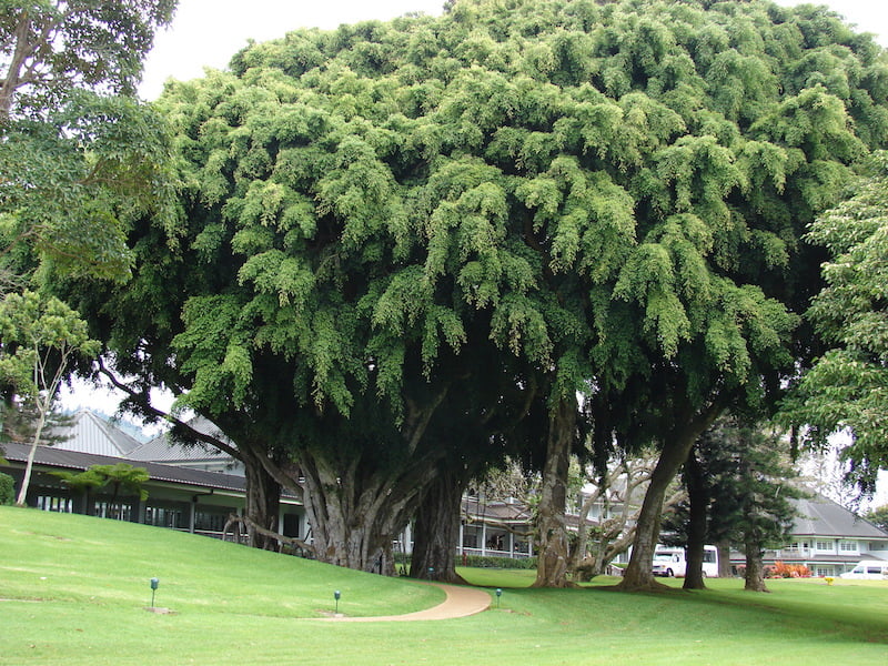 Starr_070404-6635_Ficus_benjamina.jpg