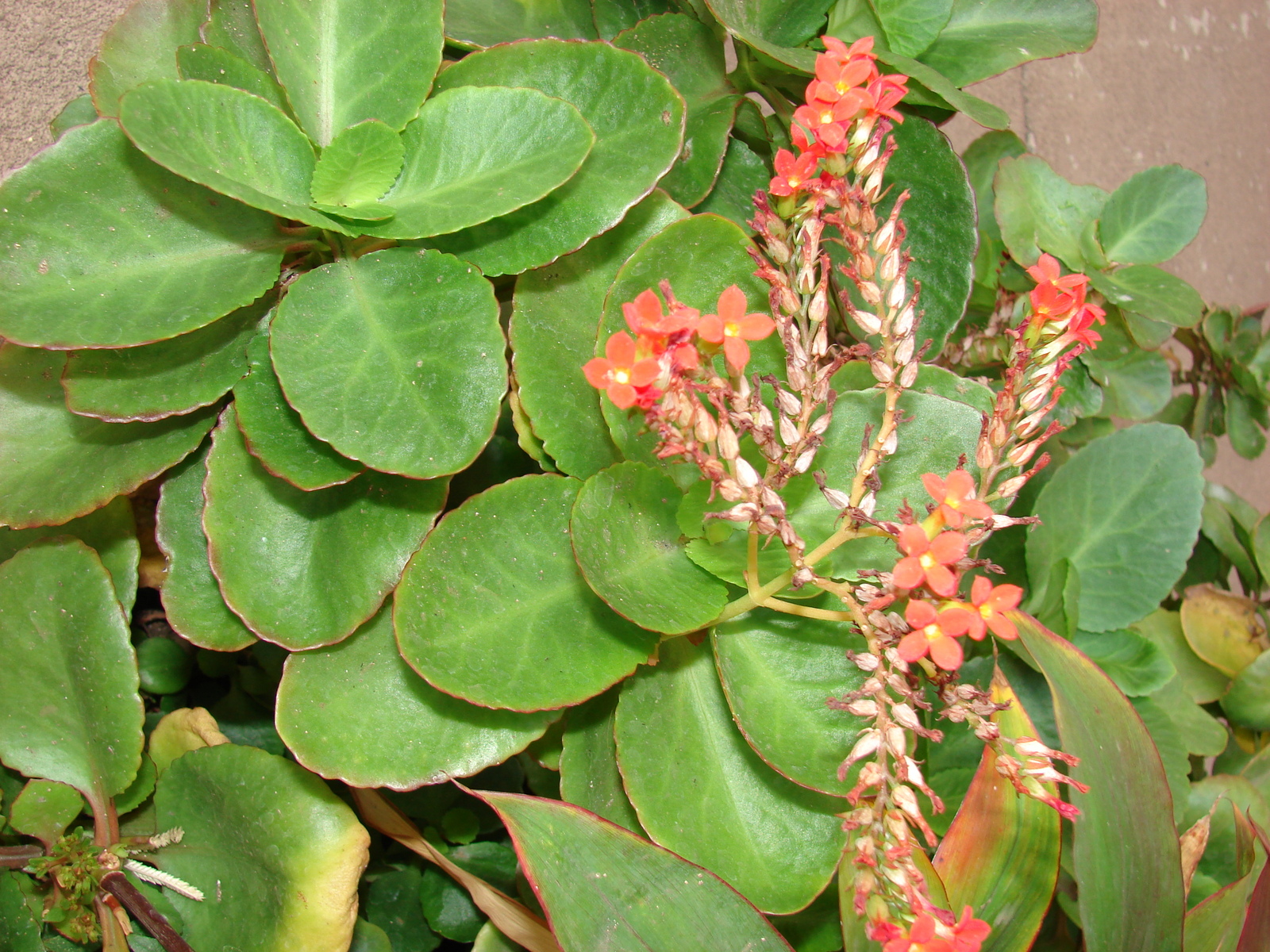 Starr_070529-7217_Kalanchoe_blossfeldiana.jpg