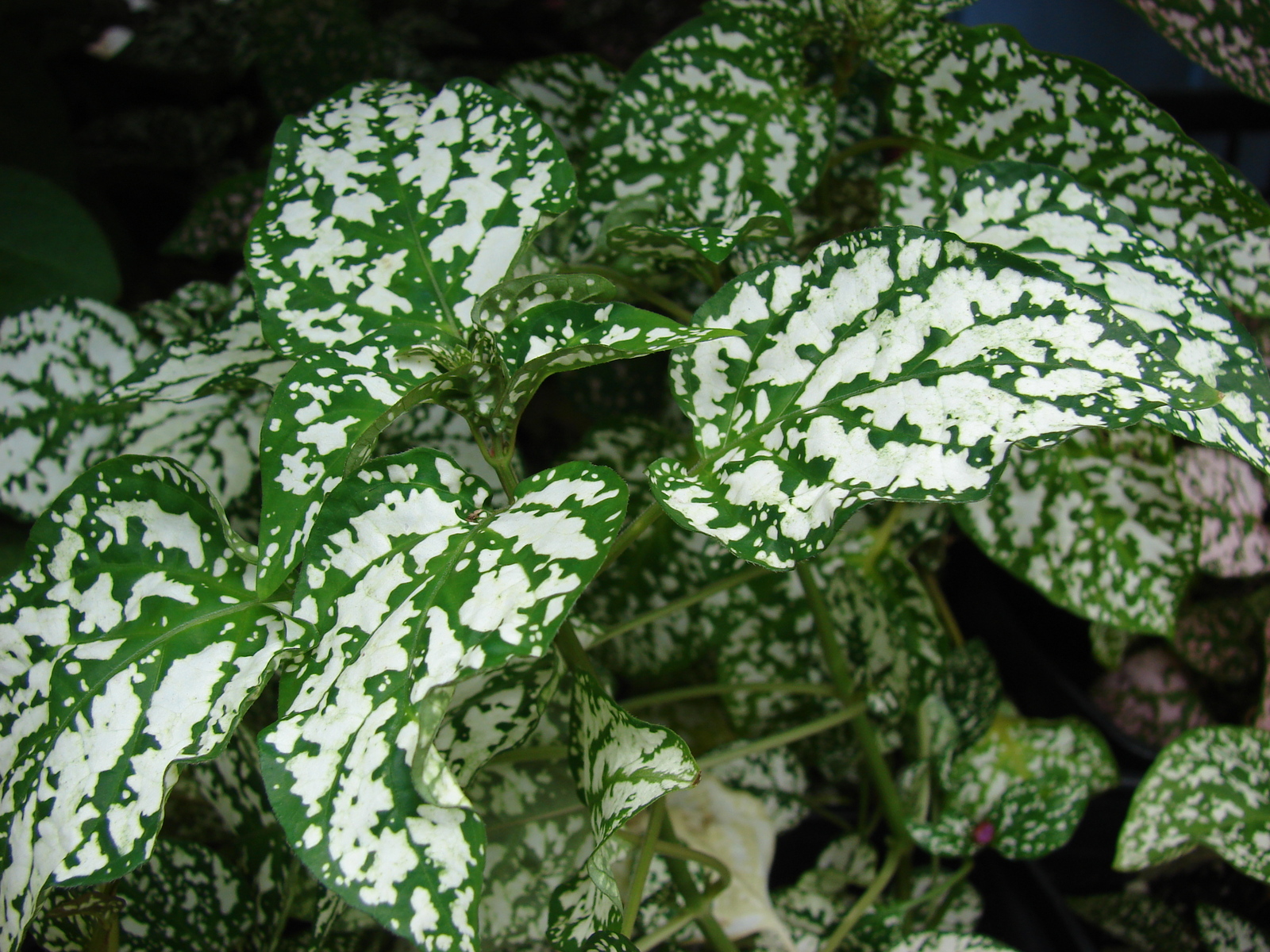 Starr_070906-8667_Hypoestes_phyllostachya.jpg