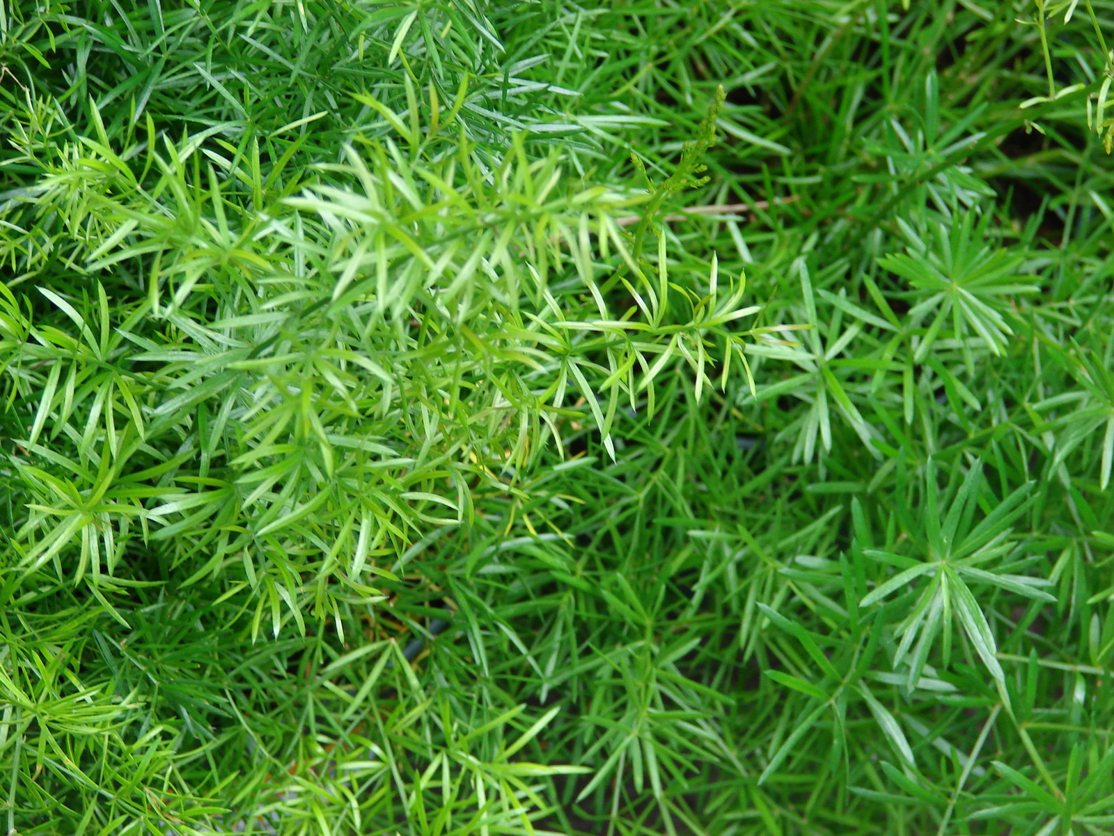 Starr_070906-8679_Asparagus_densiflorus.jpg
