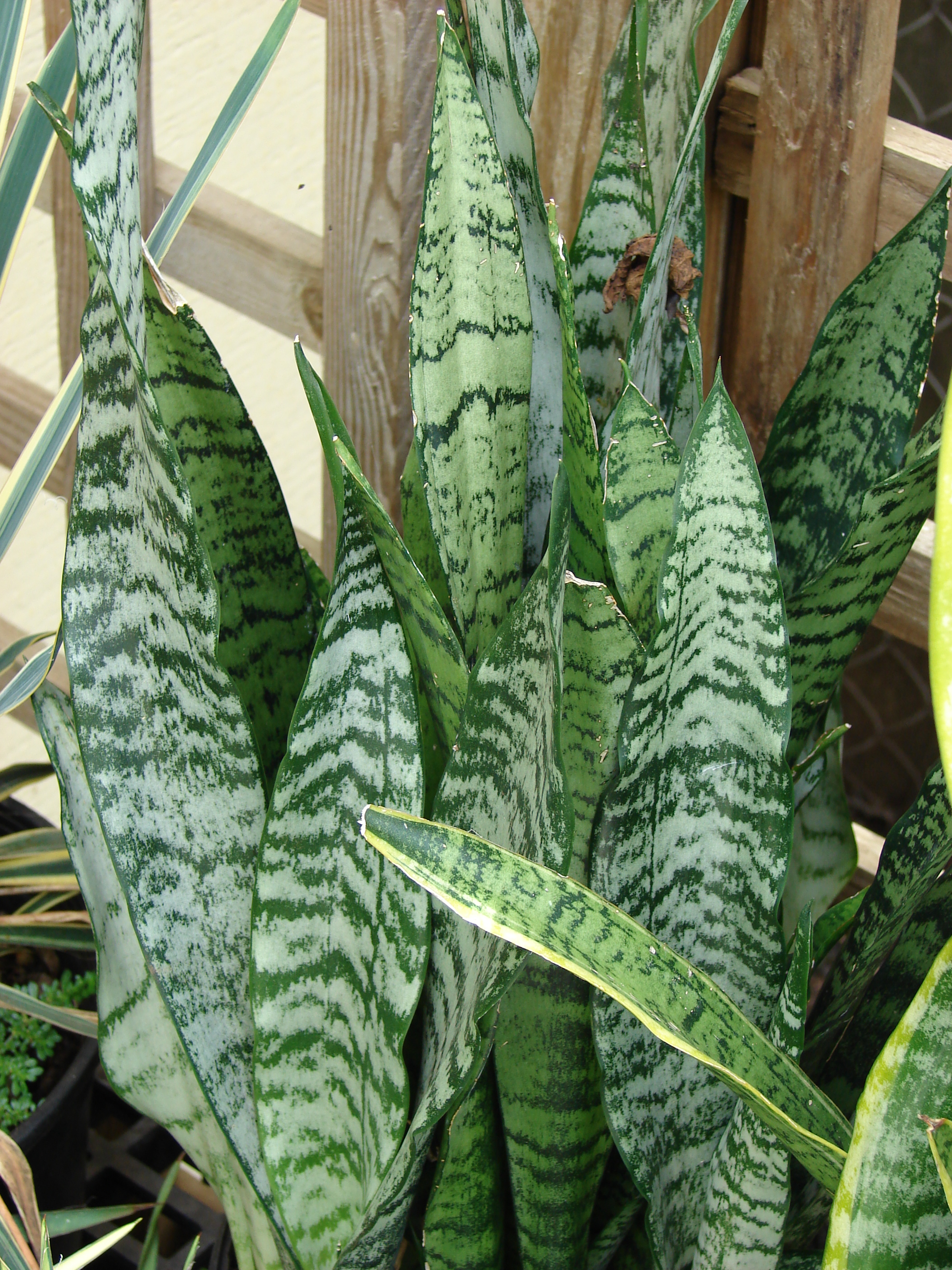 Starr_070906-9018_Sansevieria_trifasciata.jpg