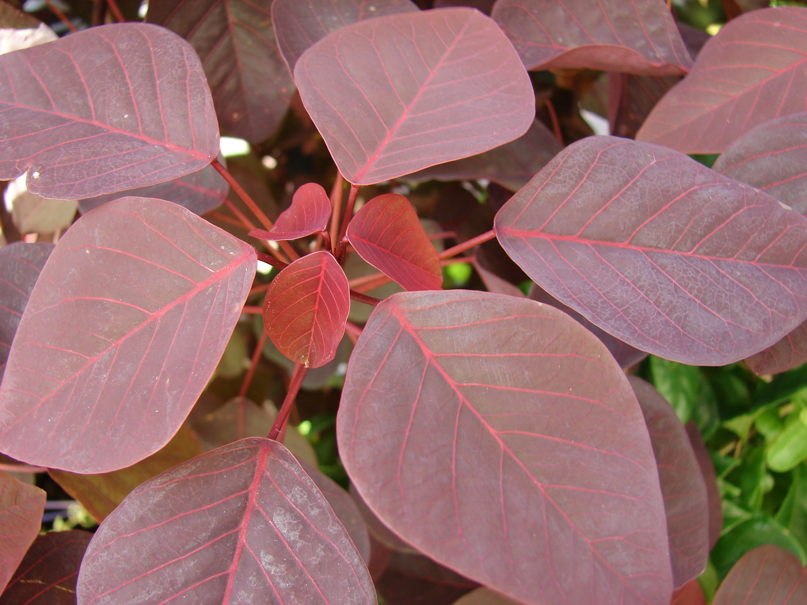 Starr_080117-1797_Euphorbia_cotinifolia.jpg
