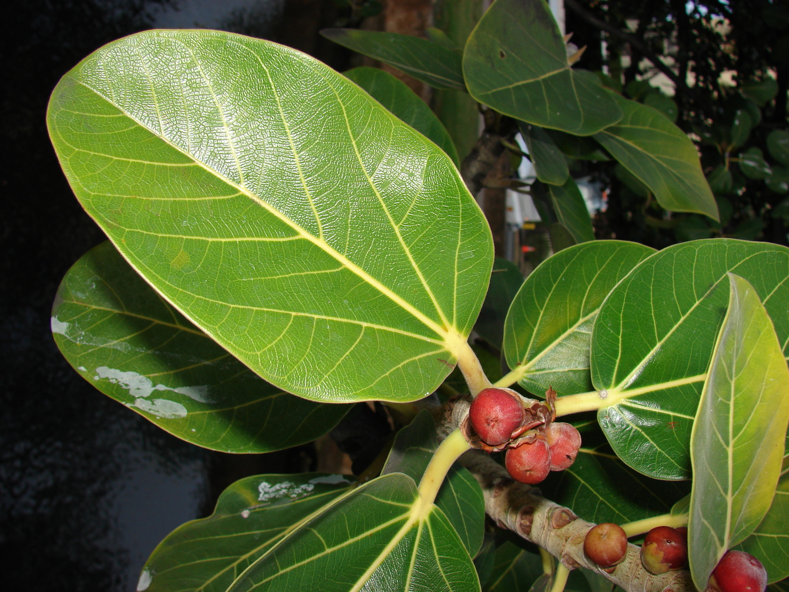 Starr_080305-3309_Ficus_benghalensis.jpg
